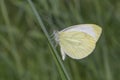 White cabbage butterfly sitting on blade in grass Royalty Free Stock Photo