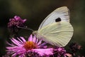 White cabbage butterfly Royalty Free Stock Photo