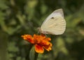 White cabbage butterfly Royalty Free Stock Photo