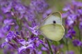 white cabbage butterfly sitting on purple flower on meadow Royalty Free Stock Photo