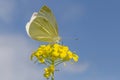 White cabbage butterfly sitting on yellow flower Royalty Free Stock Photo