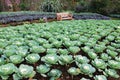 White cabbage Royalty Free Stock Photo