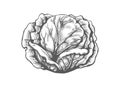White cabbage engraved sketch