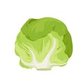 White cabbage, farm product and food ingredient, isolated single green head of cabbage