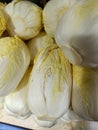 White cabbage or fresh Belgian endives in market Royalty Free Stock Photo