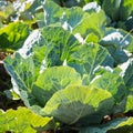 White cabbage in the garden. Close up on Fresh cabbage in harvest field. Cabbage are growing in garden. Organic vegetable on the Royalty Free Stock Photo