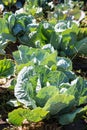 White cabbage in the garden. Close up on Fresh cabbage in harvest field. Cabbage are growing in garden. Organic vegetable on the Royalty Free Stock Photo