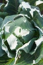 White cabbage in the garden. Close up on Fresh cabbage in harvest field. Cabbage are growing in garden. Organic vegetable on the Royalty Free Stock Photo