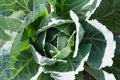 White cabbage in the garden. Close up on Fresh cabbage in harvest field. Cabbage are growing in garden. Organic vegetable on the Royalty Free Stock Photo