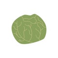 White cabbage green vegetable vector food illustration