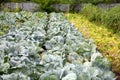 Large bed of cabbage. Cabbage grows in the garden Royalty Free Stock Photo