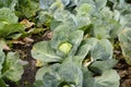Large bed of cabbage. Cabbage grows in the garden Royalty Free Stock Photo
