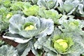 White cabbage grows in the garden bed Royalty Free Stock Photo