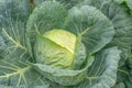 White cabbage grows in organic soil in the garden on the vegetable area. White cabbage head in natural conditions, close-up