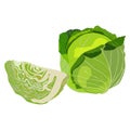 White cabbage. Cabbage. Leafy vegetable. Fresh organic and healthy, diet and vegetarian food. Vector illustrations