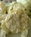 White cabbage, white cabbage for making stuffed Royalty Free Stock Photo