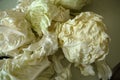 White cabbage, white cabbage for making stuffed Royalty Free Stock Photo