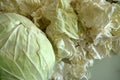 White cabbage for making stuffed,white cabbage cut into pieces on the counter Royalty Free Stock Photo