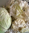 White cabbage for making stuffed,white cabbage cut into pieces on the counter Royalty Free Stock Photo