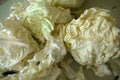 White cabbage, white cabbage to make stuffed Royalty Free Stock Photo