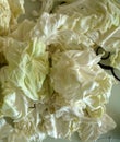 White cabbage, white cabbage to make stuffed Royalty Free Stock Photo