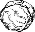 White cabbage. Vector illustration Royalty Free Stock Photo