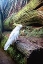 white cacatua, cackatoo on natural background in a zoo or in the wild Royalty Free Stock Photo