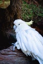 white cacatua, cackatoo on natural background in a zoo or in the wild Royalty Free Stock Photo