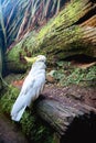 white cacatua, cackatoo on natural background in a zoo or in the wild Royalty Free Stock Photo