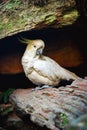 white cacatua, cackatoo on natural background in a zoo or in the wild Royalty Free Stock Photo