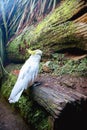 white cacatua, cackatoo on natural background in a zoo or in the wild Royalty Free Stock Photo