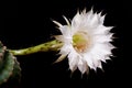 White cactus blossom
