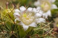 White Cactus Flower