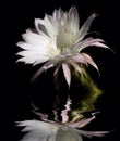 White cactus flower