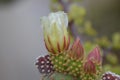 White cactus flower and buds