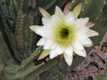 White cactus flower - Cereus Royalty Free Stock Photo