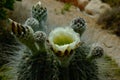 White cactus flower and a few buds