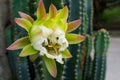 White Cactus Flower