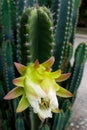 White Cactus Flower