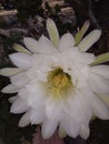 White Cactus Flower at Night Royalty Free Stock Photo