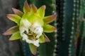 White Cactus Flower