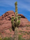 White Cactus Flowers Blooming in Classic Arizona Desert Scene