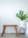 White cafe decoration minimal style. Green leaves in white pot and wooden bench on white wall background Royalty Free Stock Photo