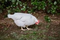 White Cage-Free Chicken Grass-Fed  eating grass from ground Royalty Free Stock Photo