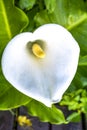 White Cala on green Background, South Africa