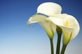 White Cala Lilies on a Blue Background Royalty Free Stock Photo