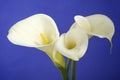 White Cala Lilies on Dark Blue Background Royalty Free Stock Photo