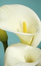 White Cala Lilies on Light Blue Background