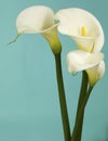 White Cala Lilies on Light Blue Background Royalty Free Stock Photo