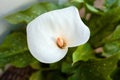 White Cala Lily
